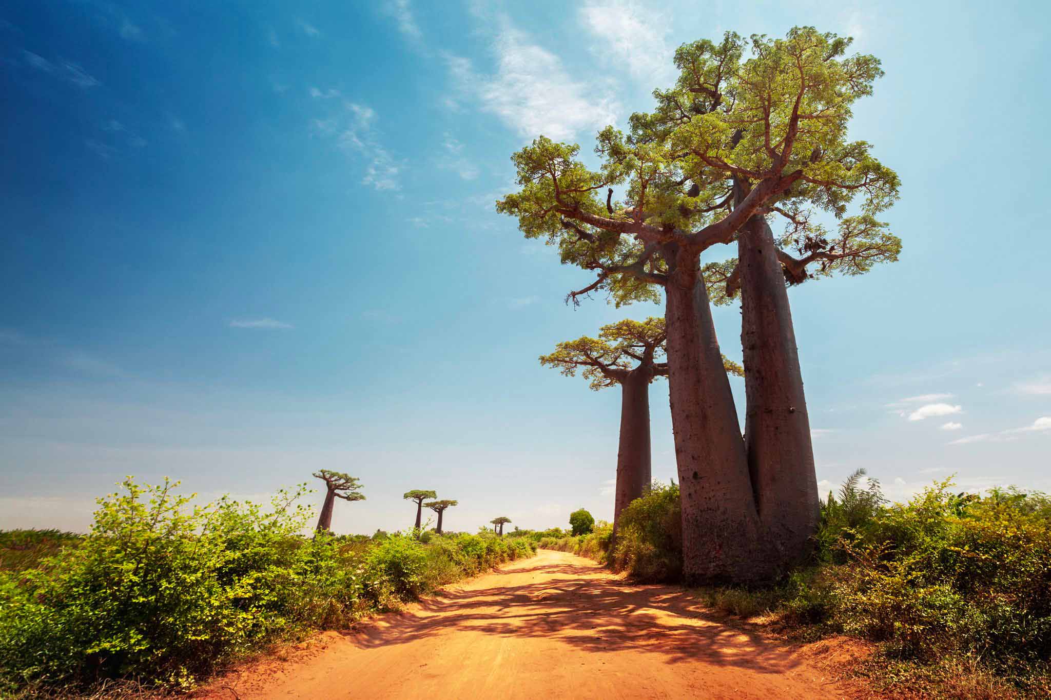 Baobabs Madgascar, piste perdue madagascar