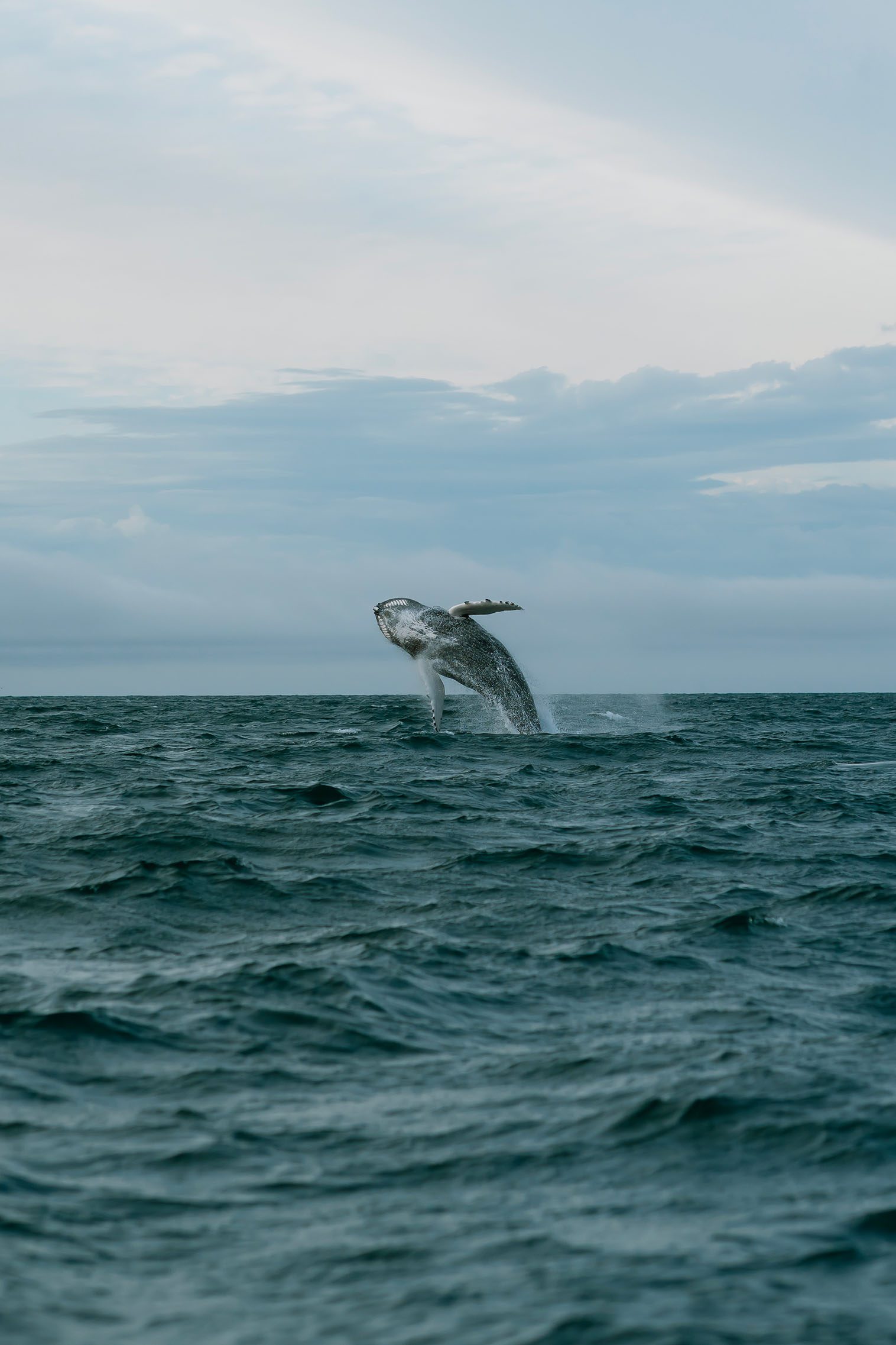 Baleine durant sortie en mer en Islande