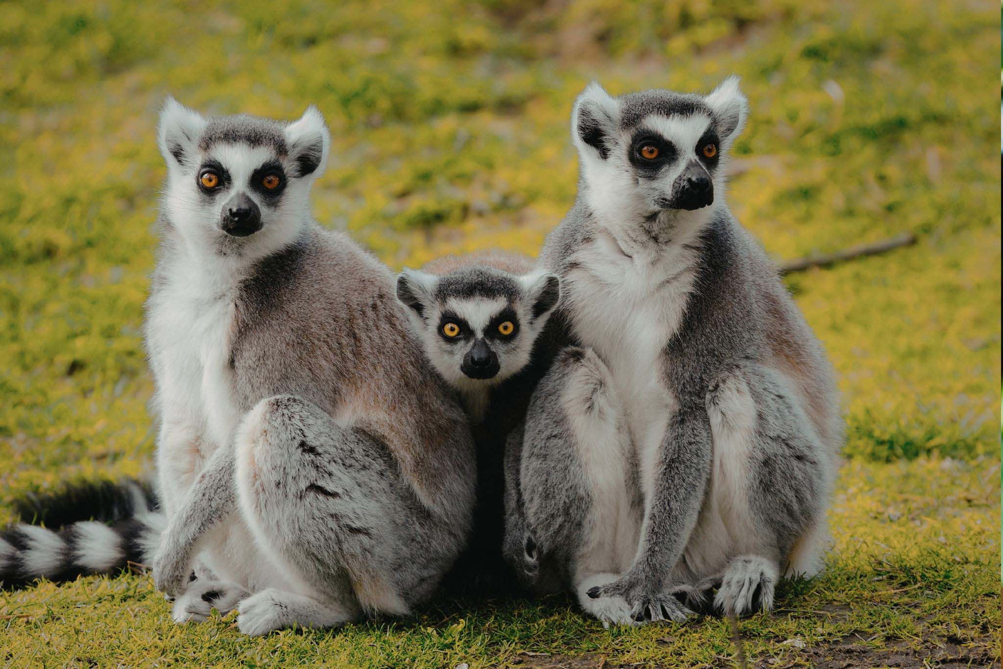 groupe de lémuriens, animaux de Madagascar