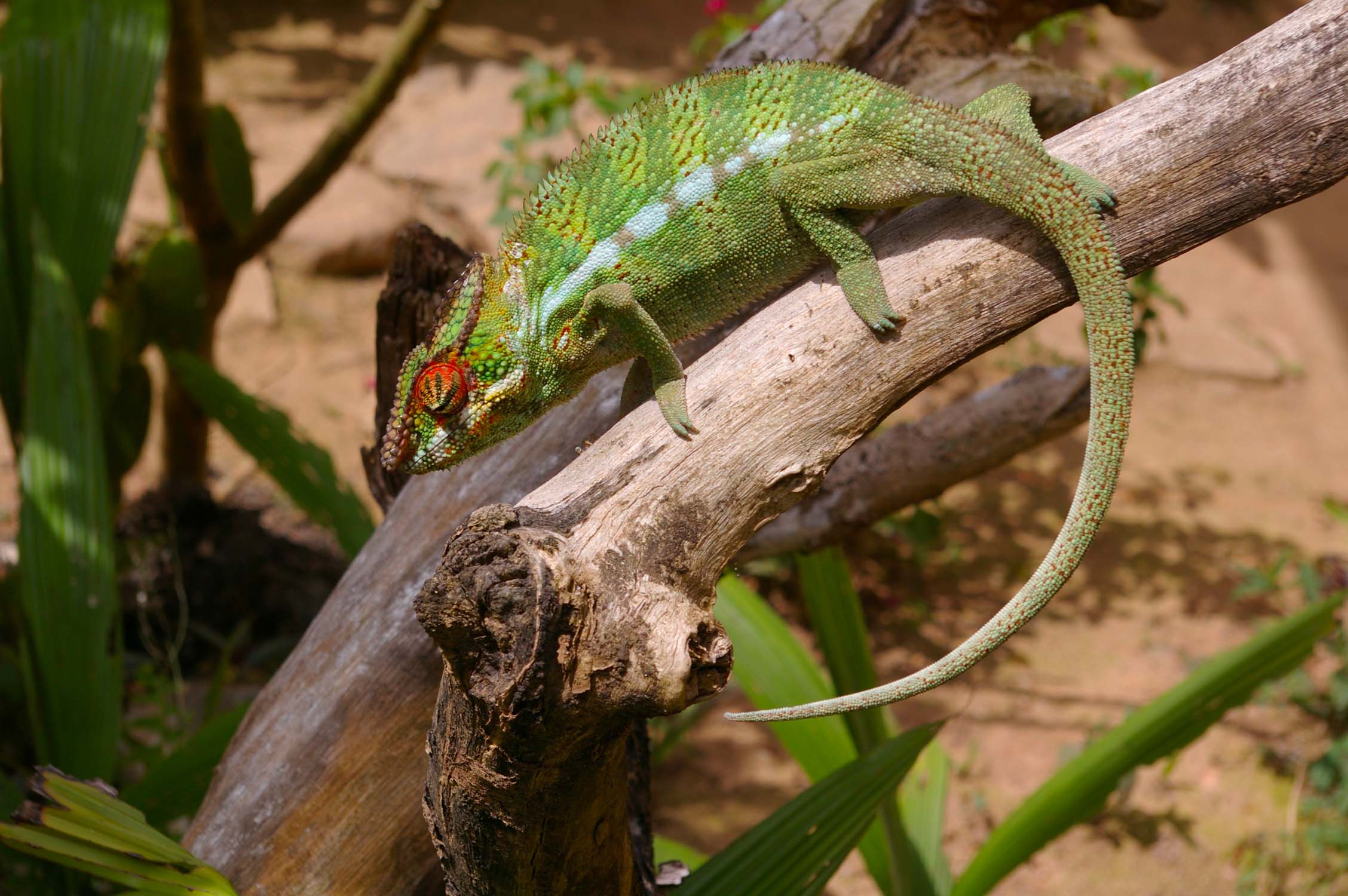 Caméléon de Madagascar, animaux Madagascar
