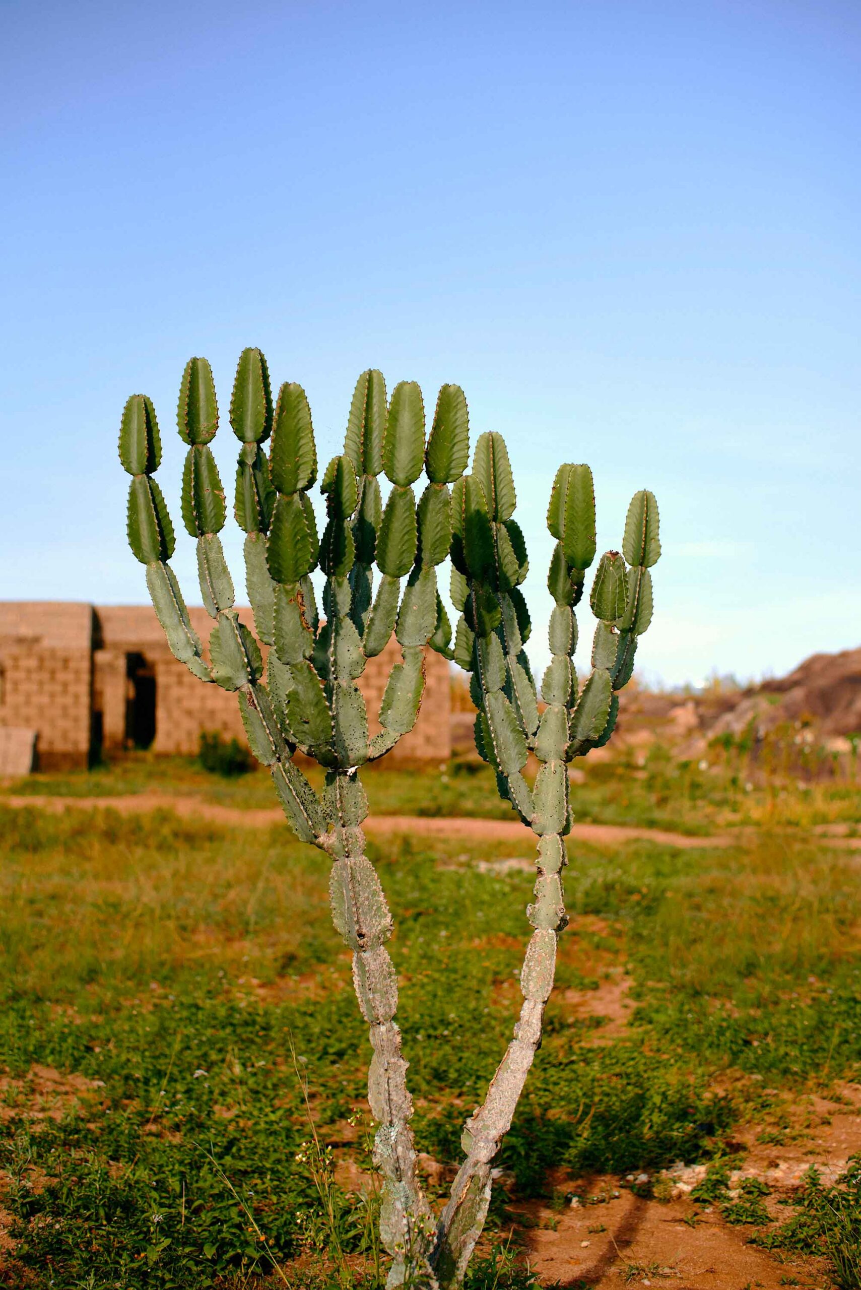 cactus Madagascar, flore Madagascar