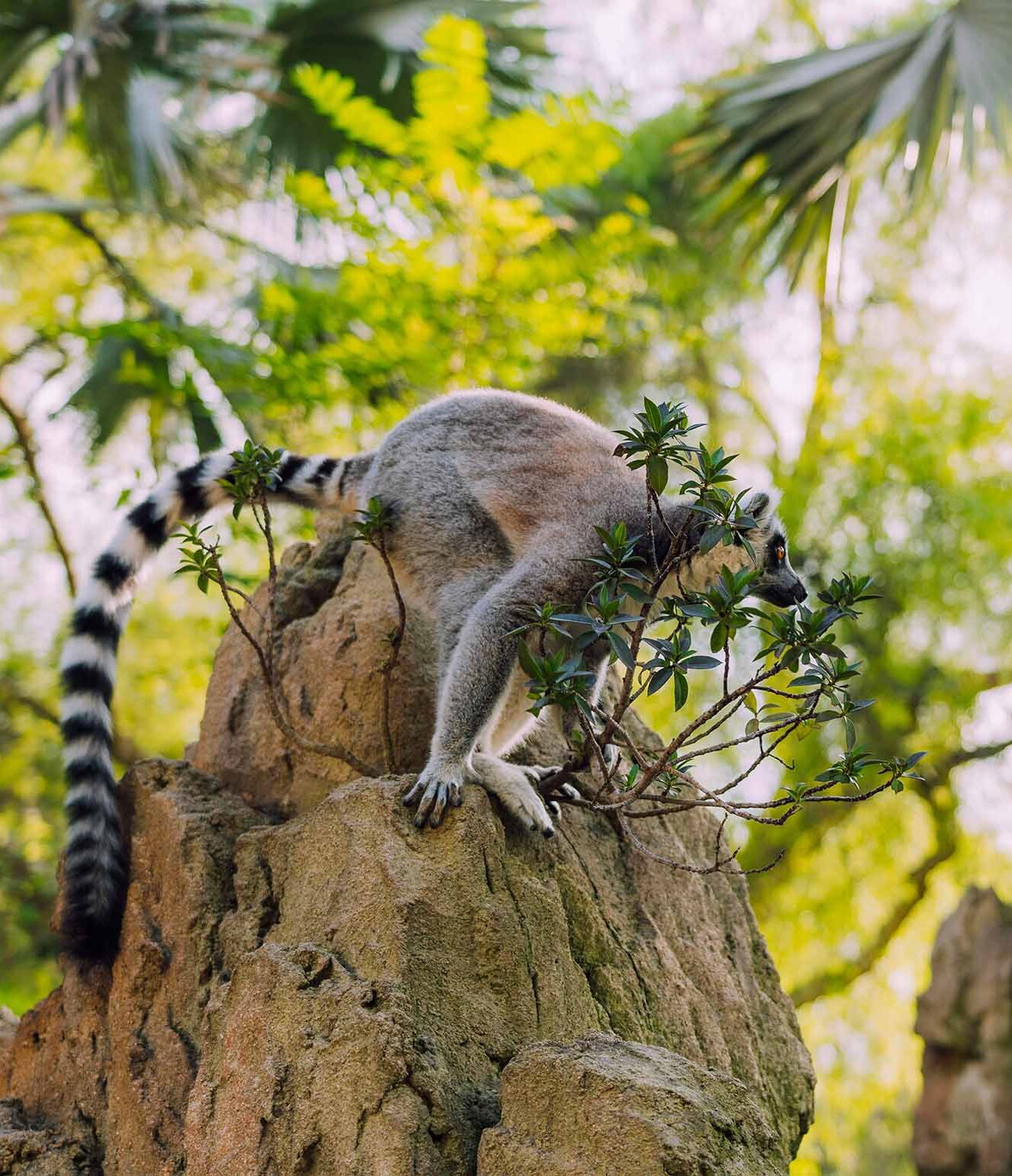 lémurien de Madagascar, animaux Madagascar