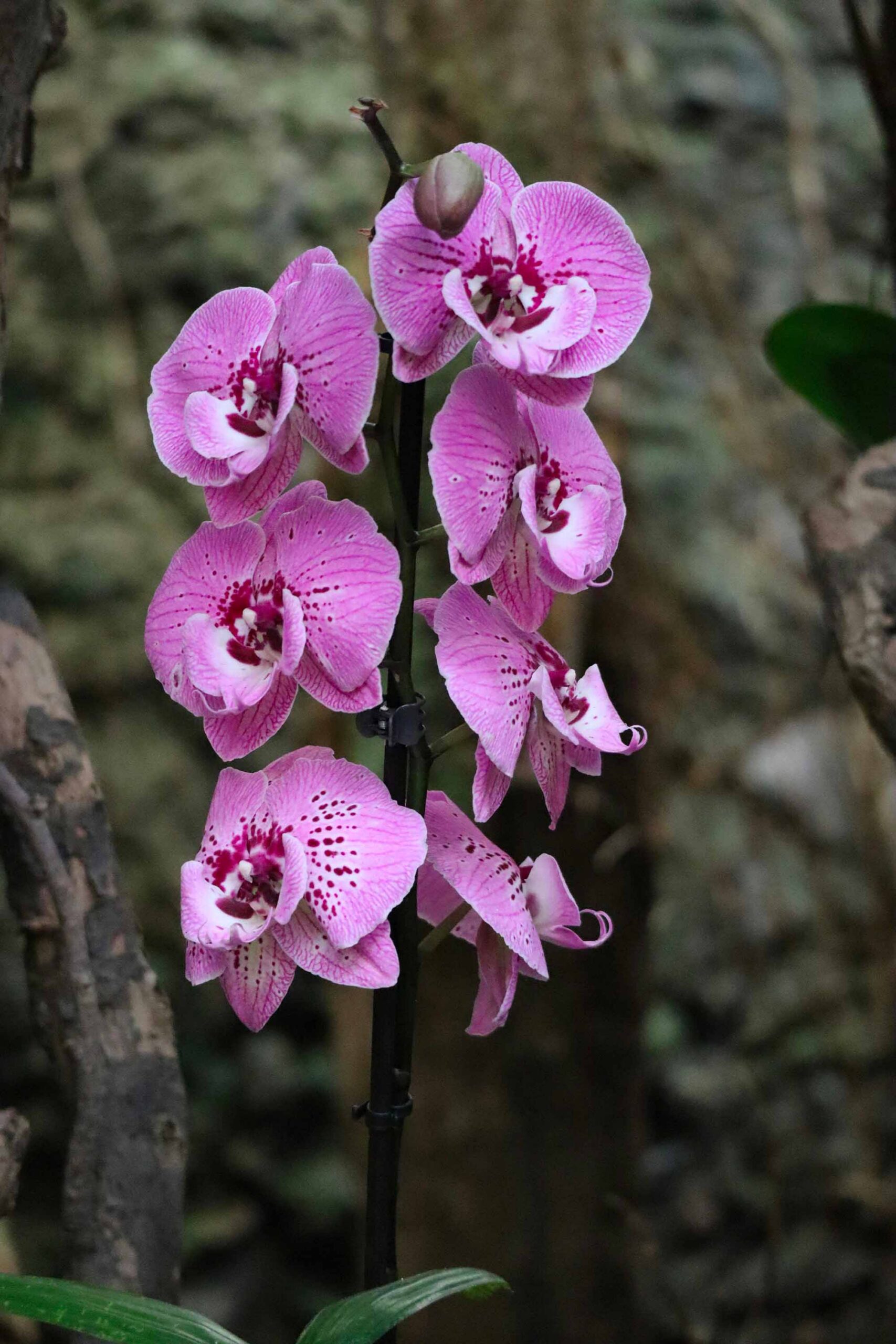 orchidée de Madagascar, flore de Madagascar