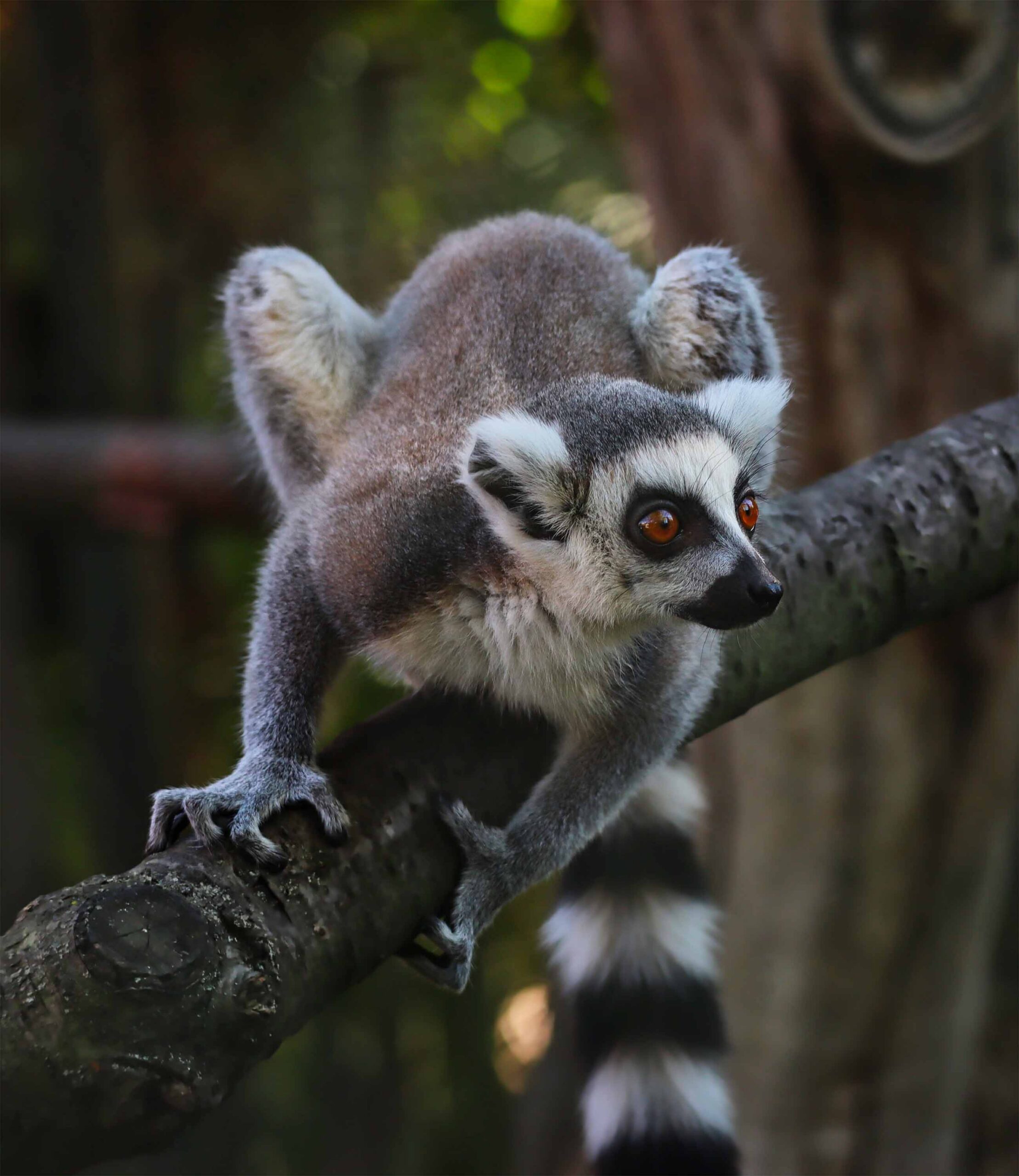 Lémurien Madagascar, animaux Madagascar