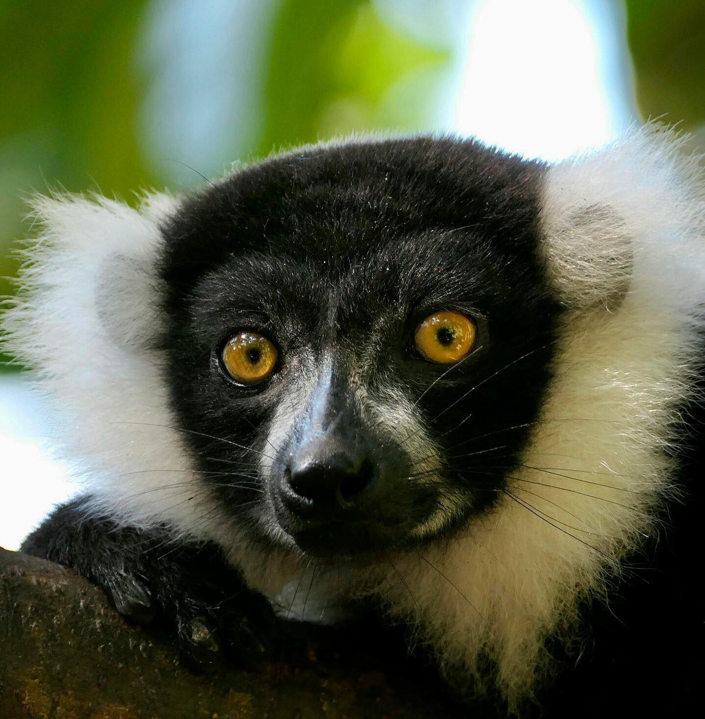 Lémurien Madagascar, animaux Madagascar