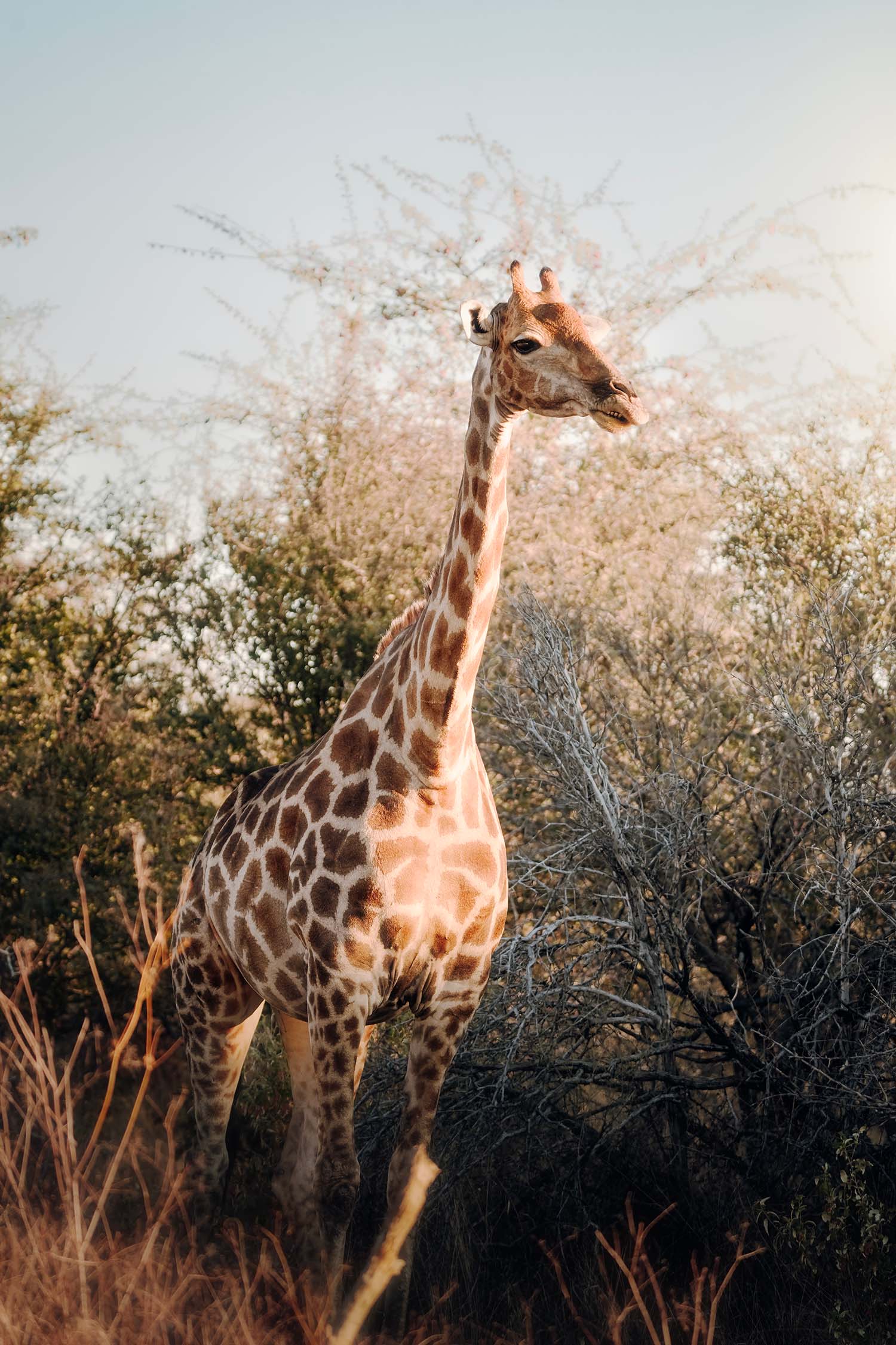 girafe lors d'un safari en Namibie dans le parc d'Etosha