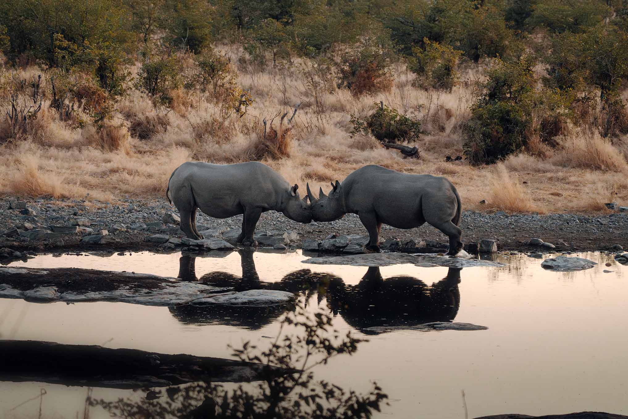 Rhinocéros qui se font un bisou, décors africains, road trip en namibie