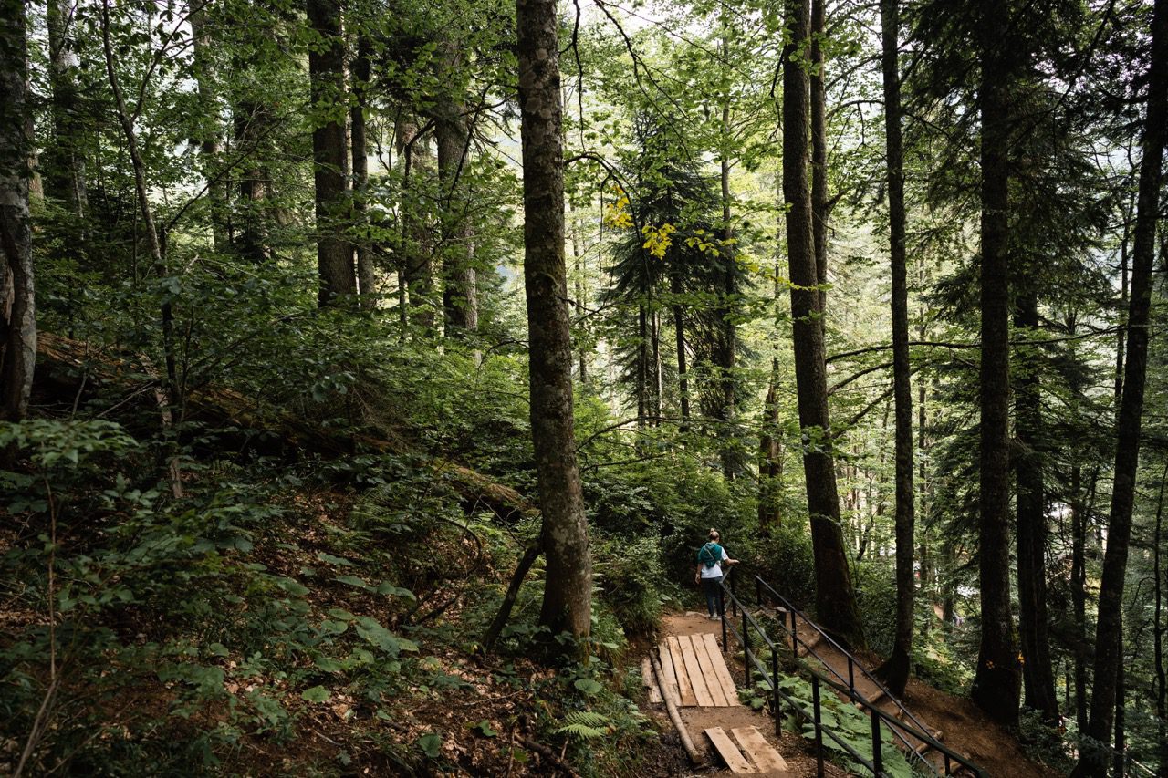 Randonnée en forêt