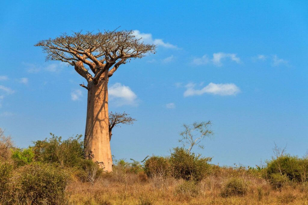 Baobab à Madagascar