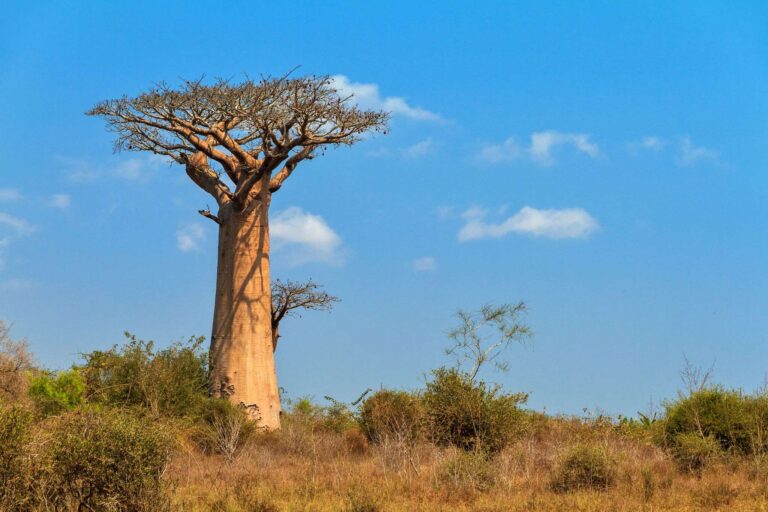 Baobab à Madagascar