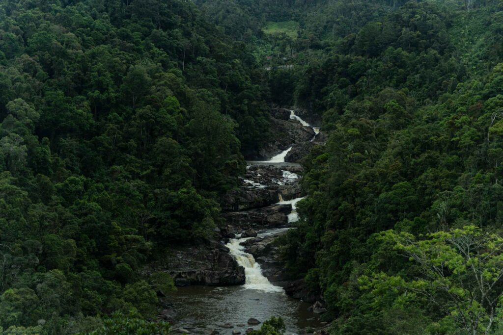 Rivière dans une forêt tropicale