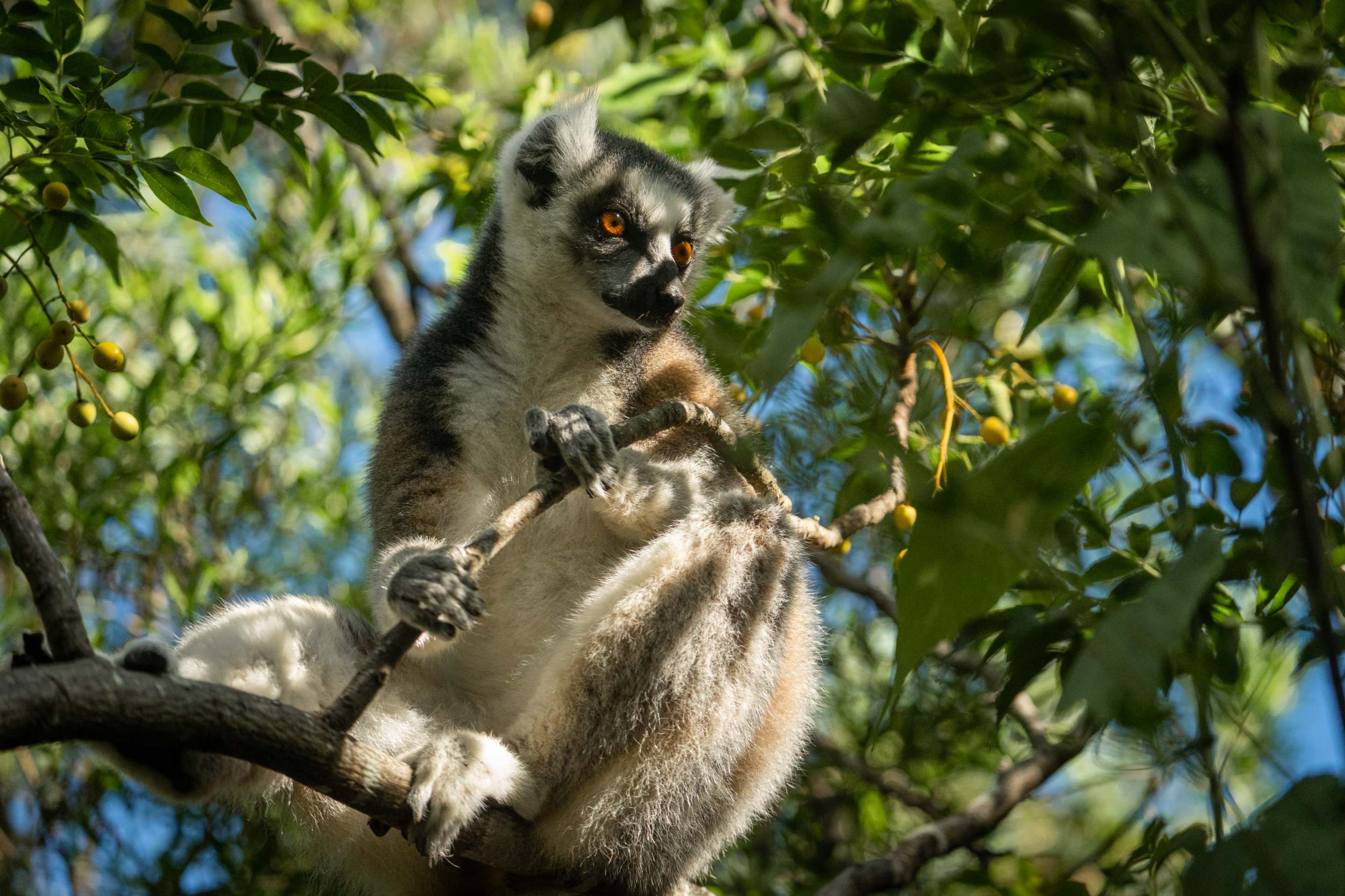 Lémurien op een tak in Madagascar