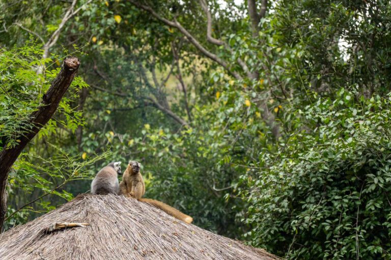 Lémurien sur un toit en chaume à Madagascar