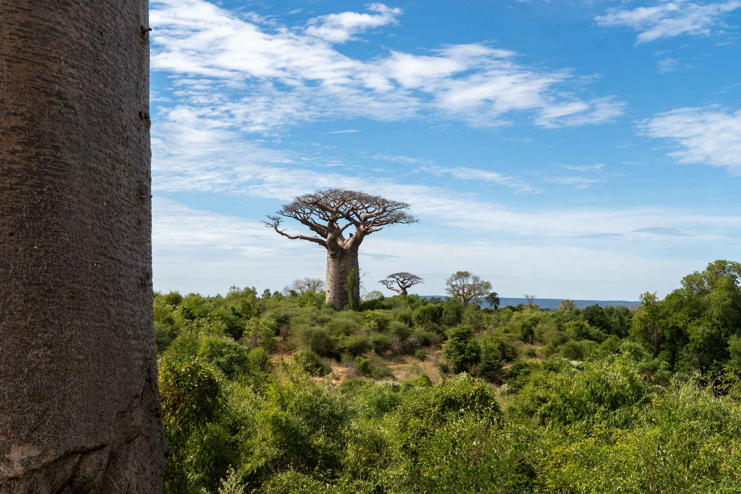 Arbre baobab au milieu d'une forêt