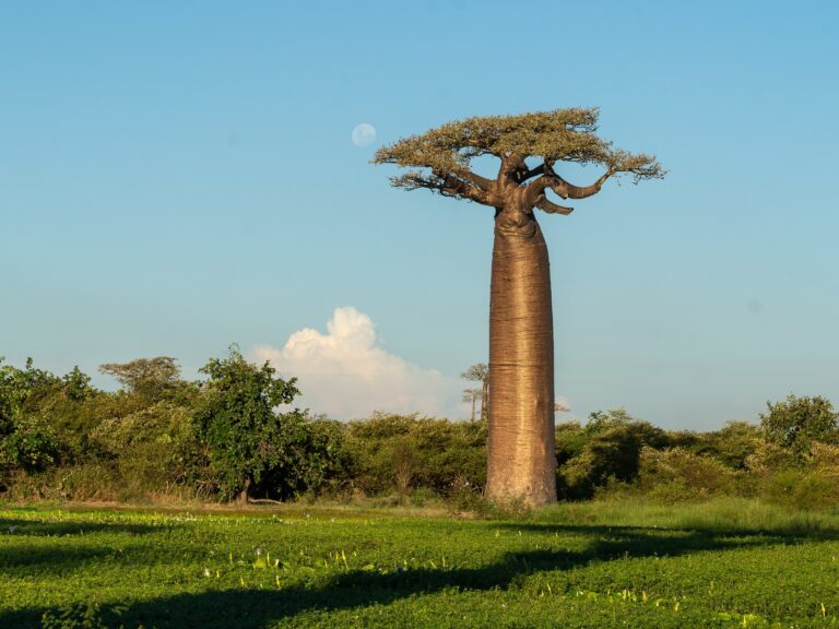 Arbre baobab au milieu d'une forêt