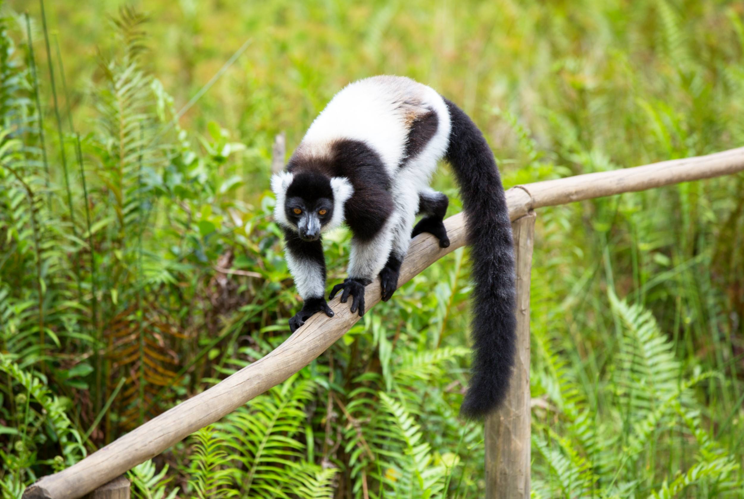 Lémurien op een tak in Madagascar