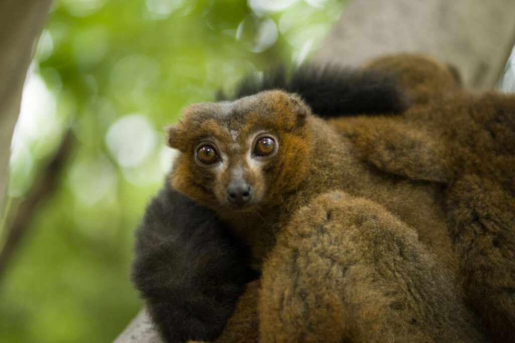 Hapalémur à Madagascar sur une branche