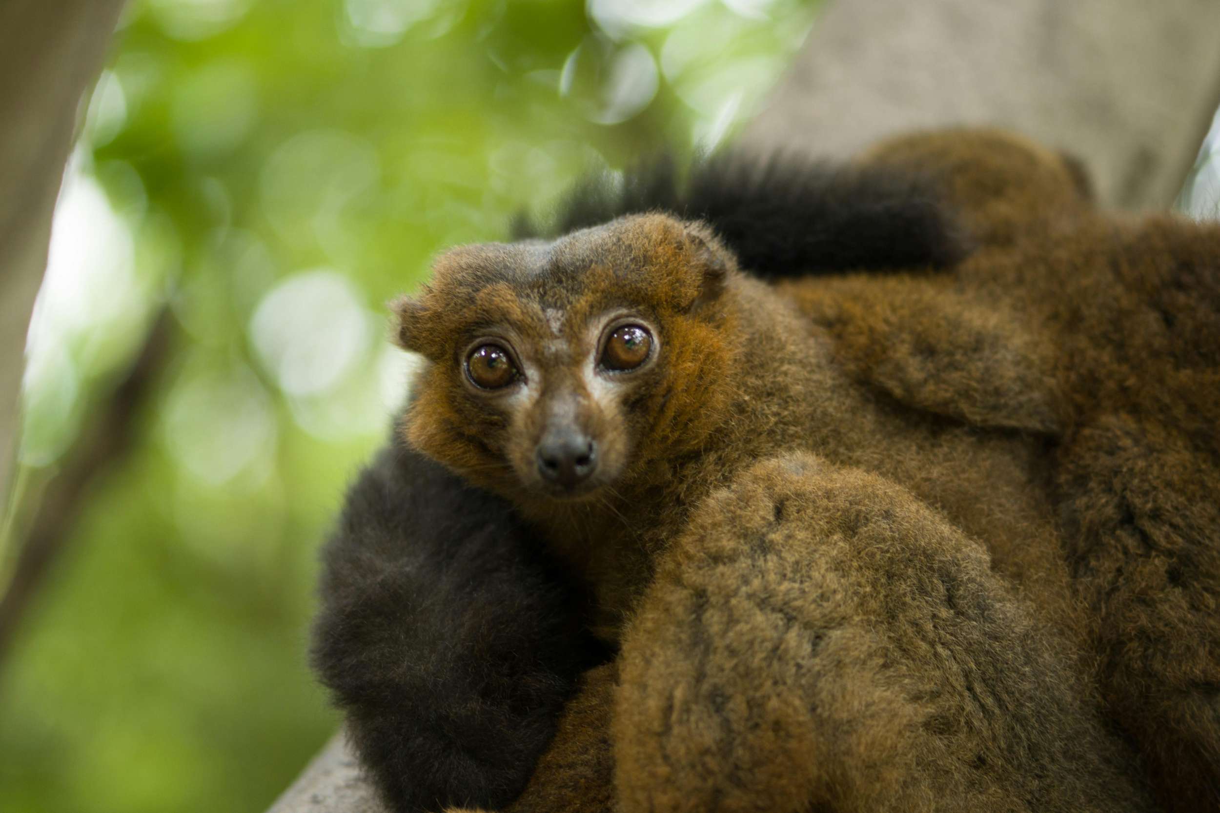 Hapalémur op Madagascar op een tak