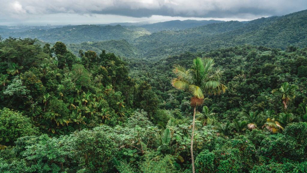 Forêt tropicale