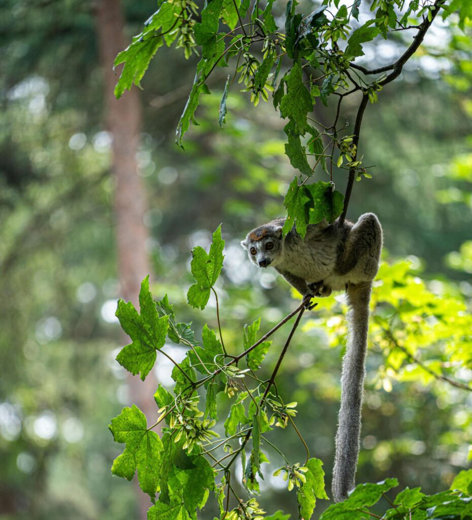 Lémurien sur une branche à Madagascar