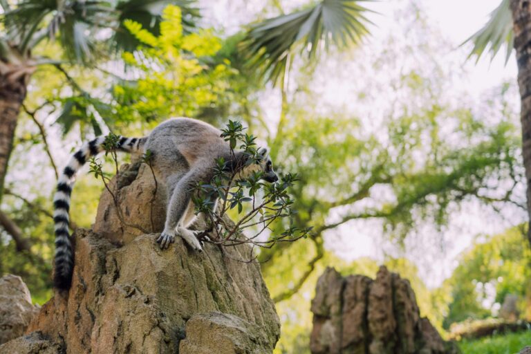 Lémurien sur une branche à Madagascar
