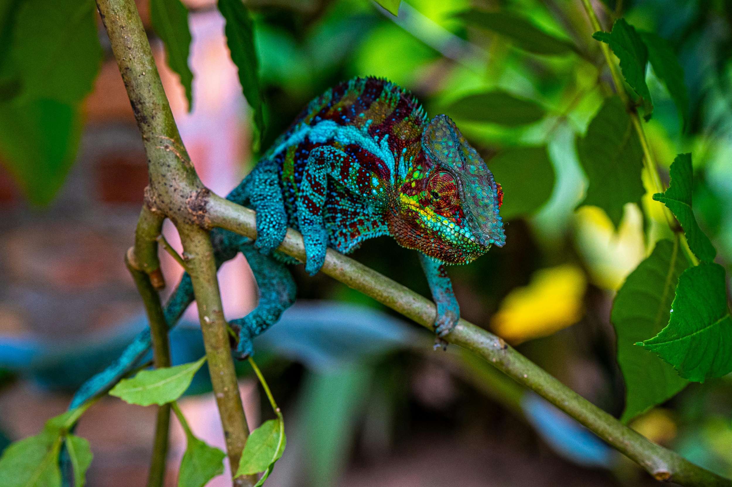 Caméléon op een tak in Madagaskar