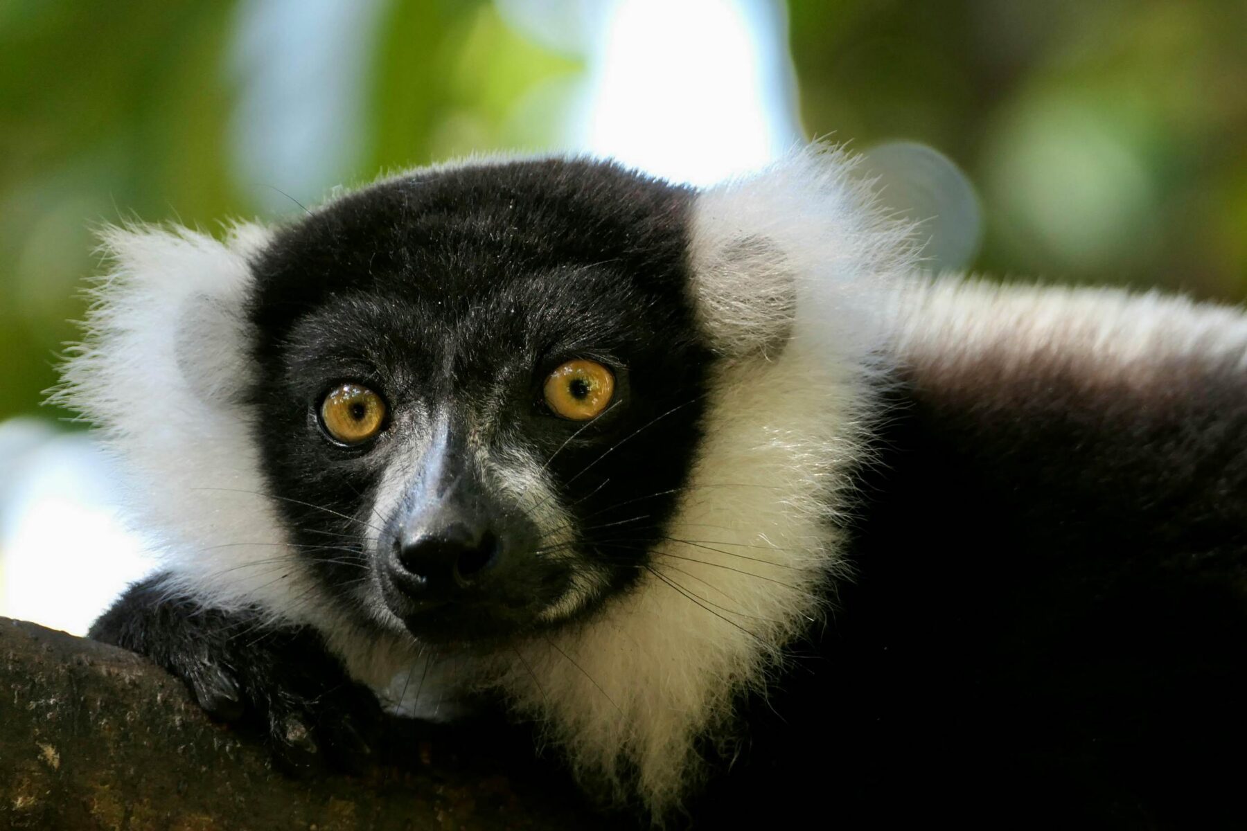 Lémurien op een tak in Madagascar