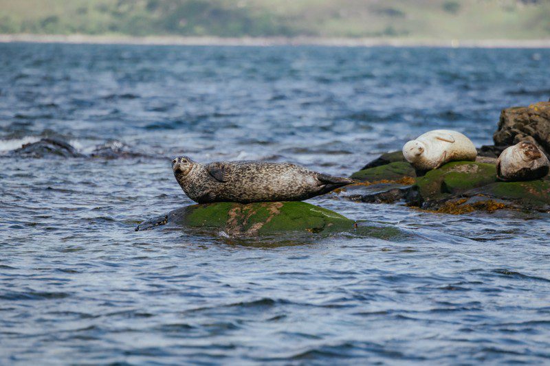 Seal trip plockton roadtrip scotland water