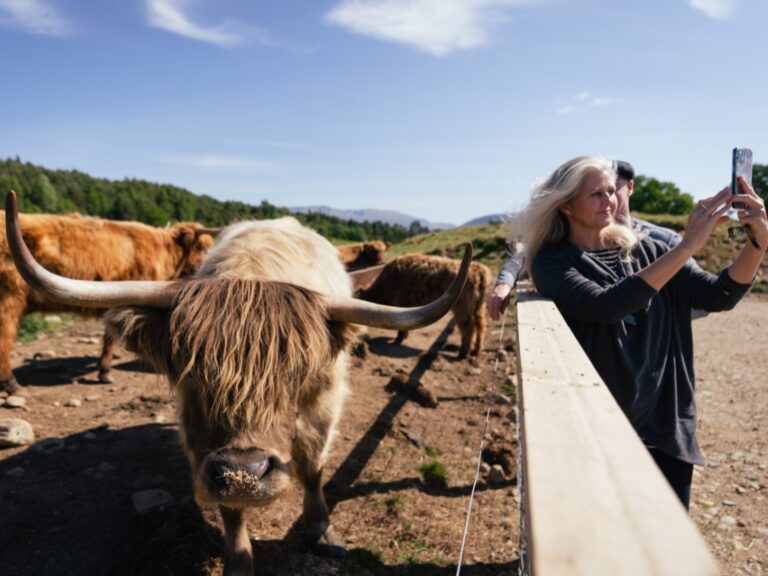 Scotland Nomads - Activities - Hairy Coo Safari