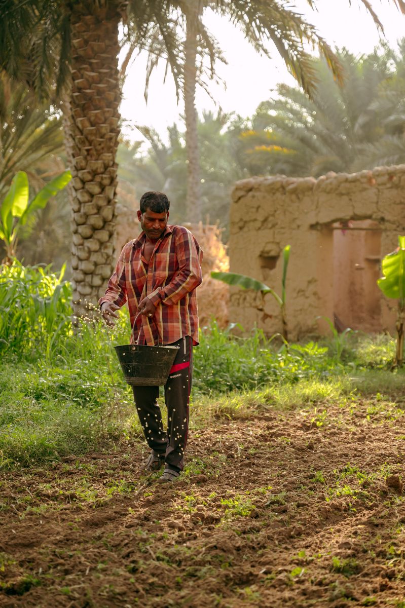 Birkat al mouz à Oman