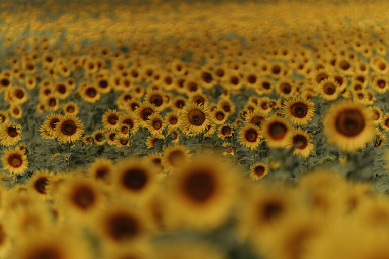 Sonnenblumen in der Chianti-Landschaft