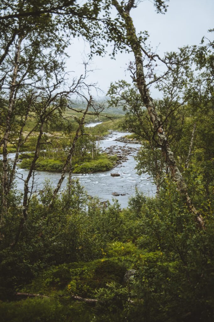 Een rivier in een groen veld.