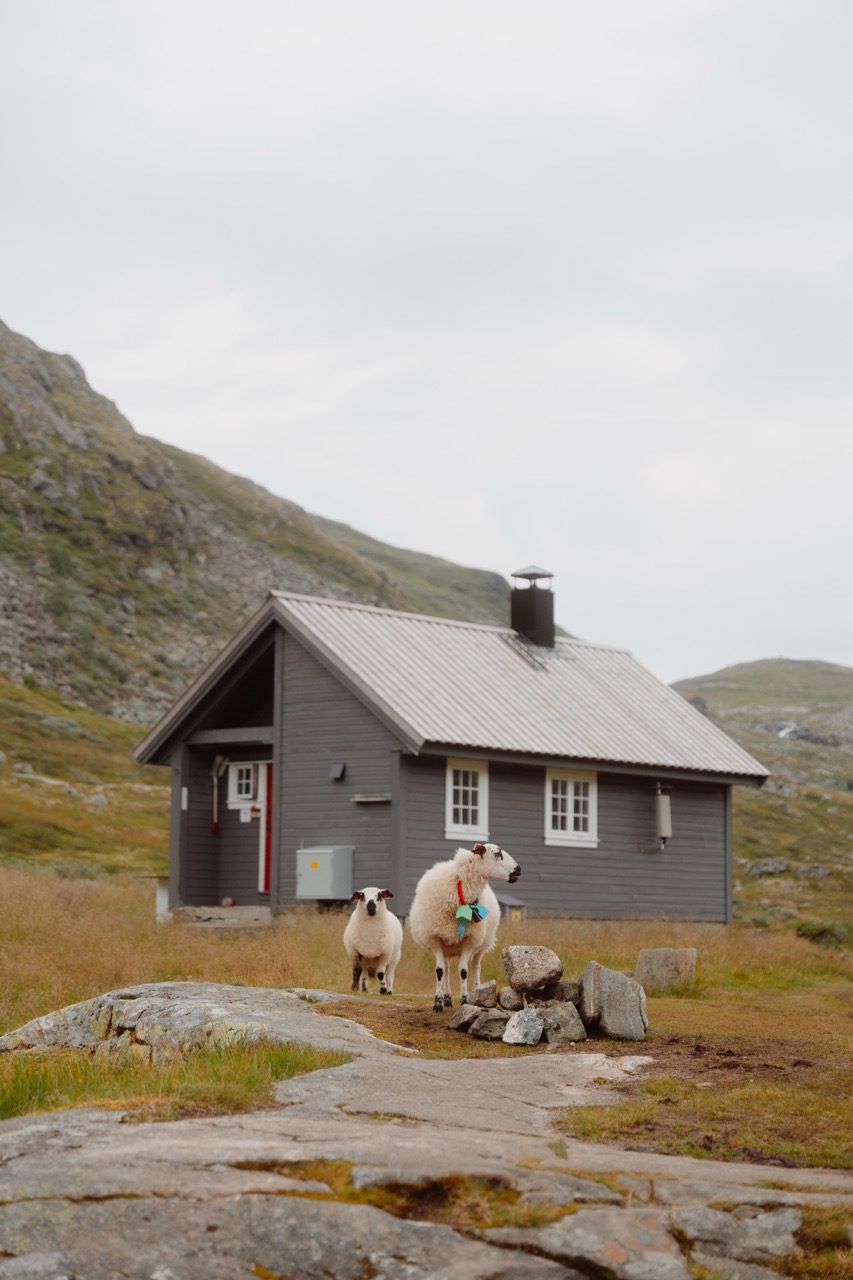 norway trail hike norvège norwegen randonnée trek hiken trekken