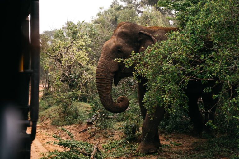olifant sri lanka, tuktuk trip