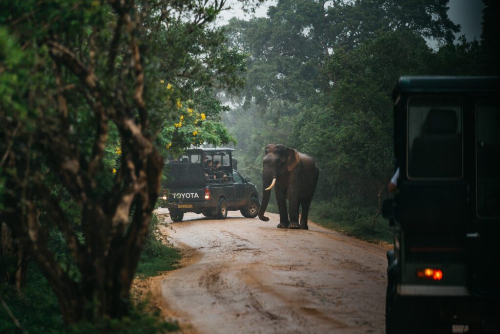 safari sri lanka, olifanten