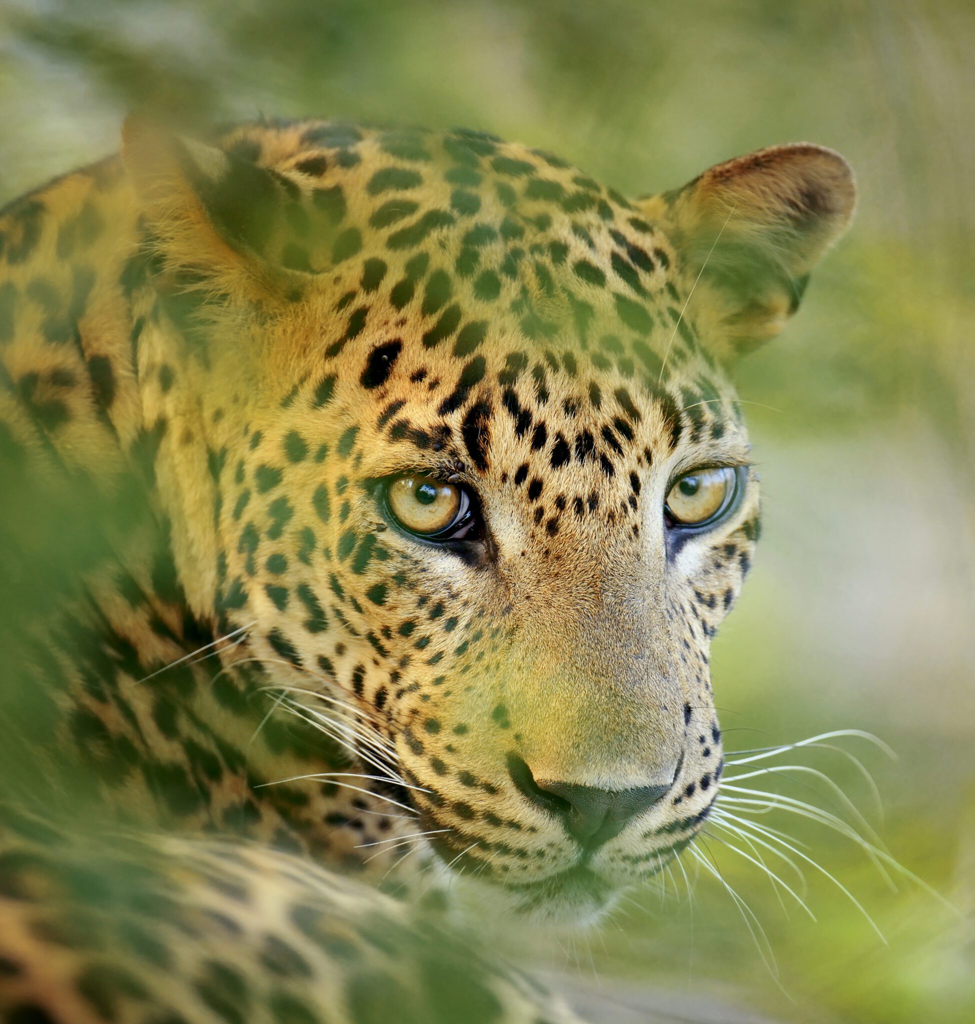 leopard in sri lanka