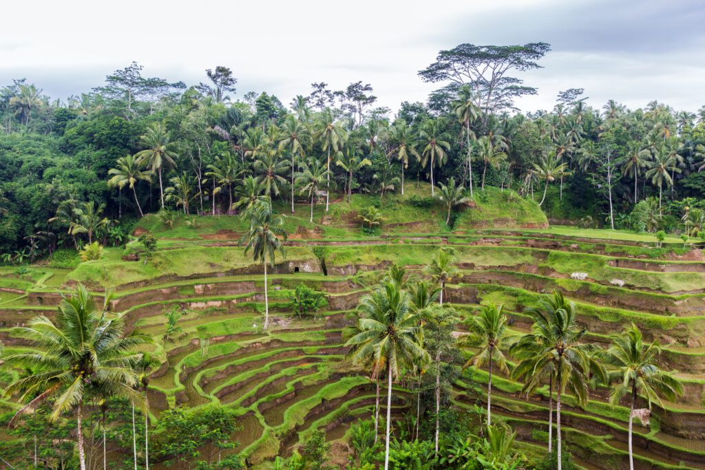 rice plantation, tea plantage, sri lanka natuur, plantages sri lanka