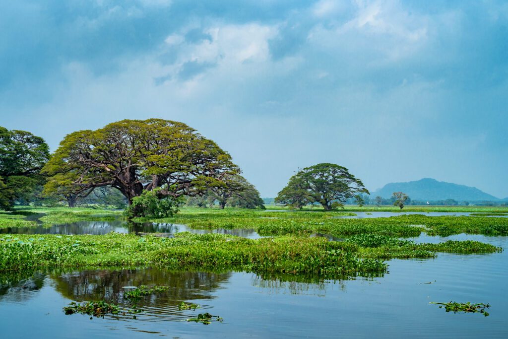 Tissa Wewa lake in sri lanka