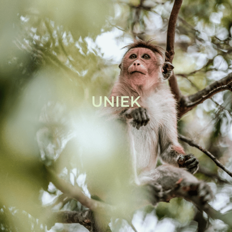 unieke trip, natuur, aapje, sri lanka, cultuur sri lanka