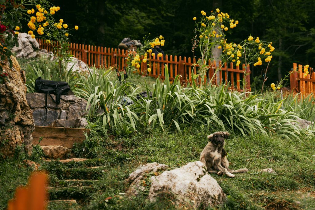 Chiot mignon in Albanië - Balkan Trail - wandelen