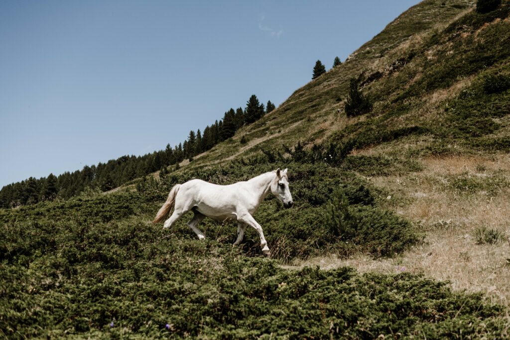 Paardrijden in de bergen op de toppen van de Balkan tijdens de Balkan Trail.
