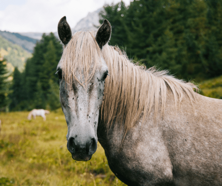 Paard tijdens de trektocht in de Balkan