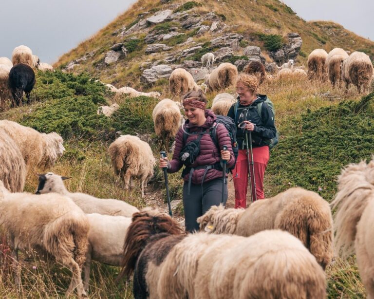 Wandelaars tussen de schapen in Albanië Valbona Pass