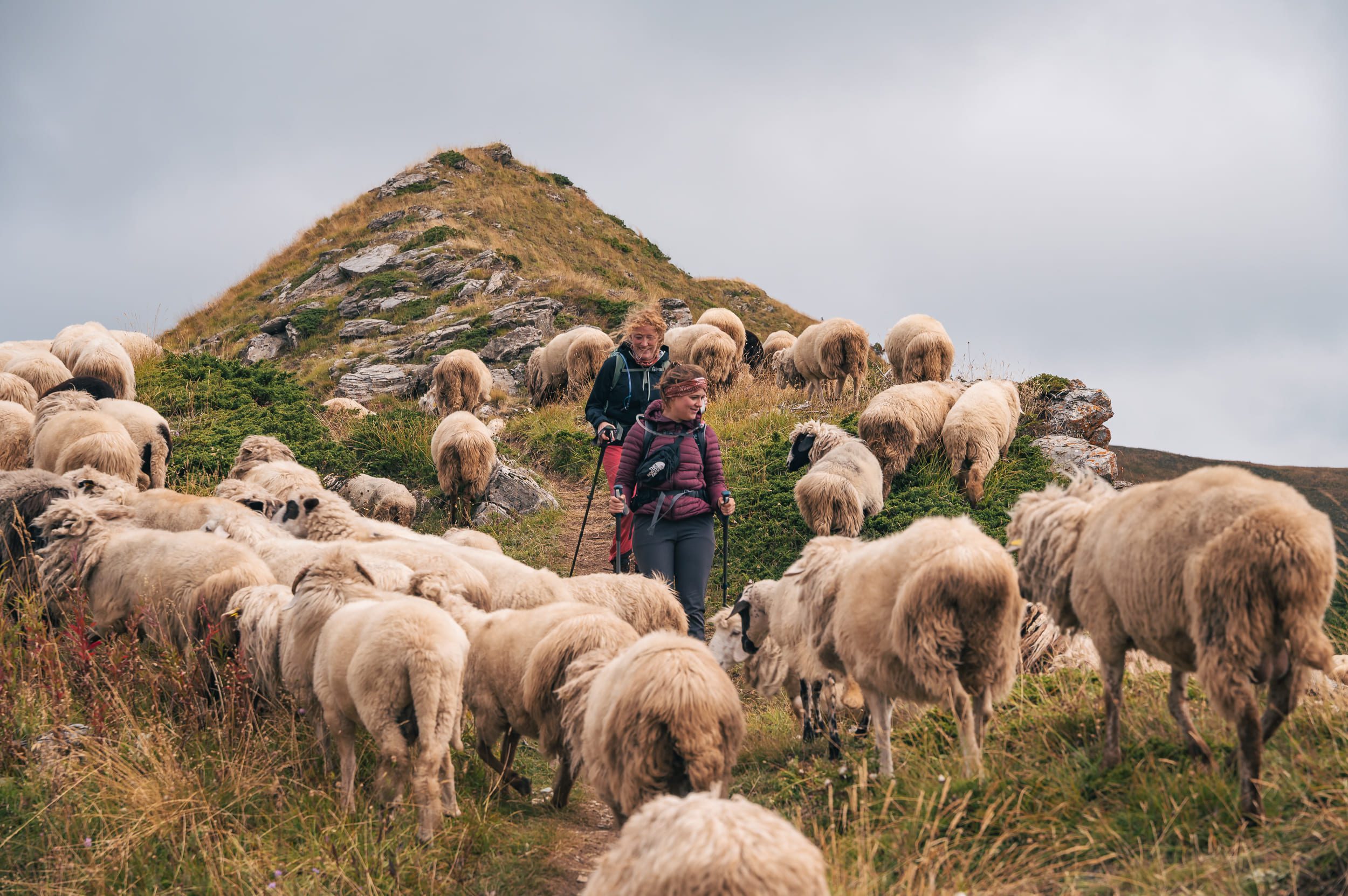 Deux randonneurs qui traversent un troupeau de mouton en Albanie sur le peaks of the balkans avec Travelbase