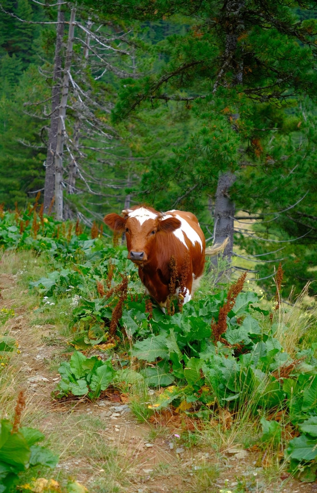 Randonnée Balkan Trail hike hiken trek trekken trek Albania Montenegro Kosovo