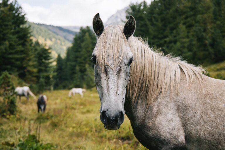 Wandern Balkan Wanderweg Trekking Sicherheit