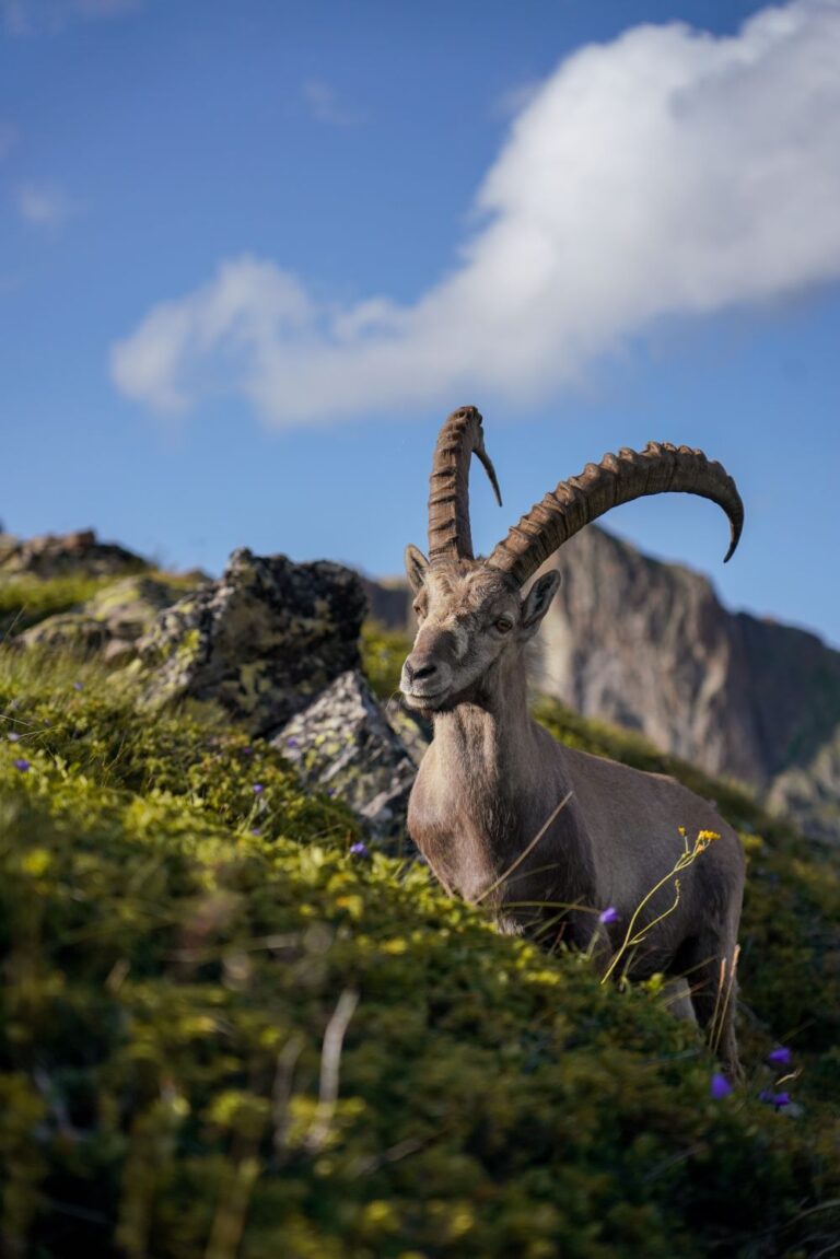 Bouquetin at Mont Blanc Mont Blanc Round Tour