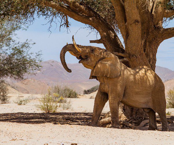 Elefant in Namibia, Éléphant en Namibie
