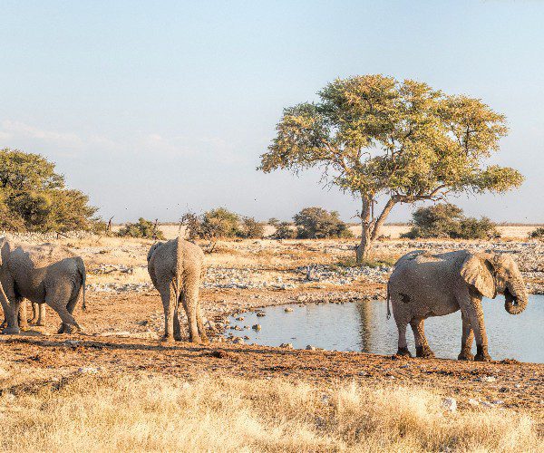 Elefanten in Namibia, Les éléphants en Namibie