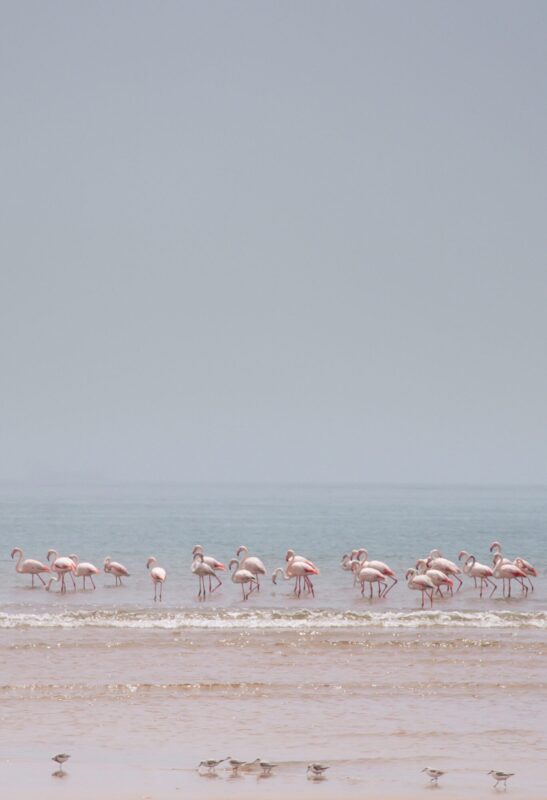 Pink Flamingos - Namibia